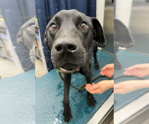 Labrador Retriever-Unknown Mix Dogs for adoption in Mobile, AL, USA