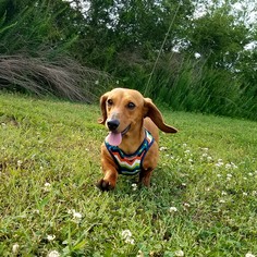 Dachshund Dogs for adoption in Nashville, TN, USA