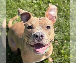 Mutt Dogs for adoption in Jefferson, WI, USA