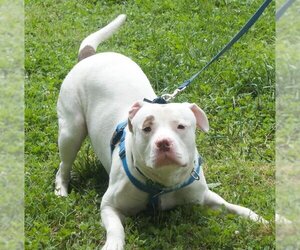 American Pit Bull Terrier-Unknown Mix Dogs for adoption in Richmond, VA, USA