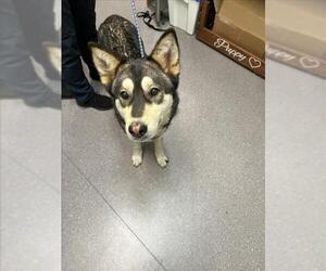 Siberian Husky Dogs for adoption in Tracy, CA, USA