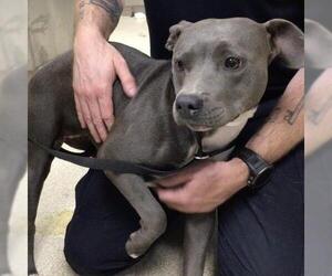 American Pit Bull Terrier-Unknown Mix Dogs for adoption in Riverside, CA, USA