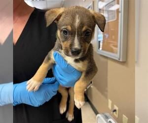 Labrador Retriever Dogs for adoption in Conroe, TX, USA