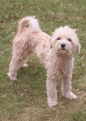 Maltipoo Dogs for adoption in PIPE CREEK, TX, USA