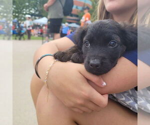 Doberman Pinscher-Unknown Mix Dogs for adoption in New London, WI, USA