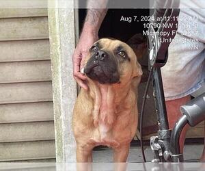 Boxer-Unknown Mix Dogs for adoption in Ocala, FL, USA