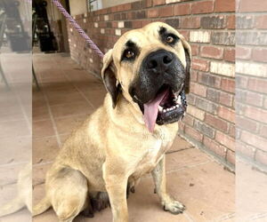 Mutt Dogs for adoption in Goodyear, AZ, USA