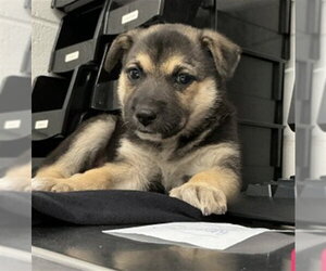 German Shepherd Dog Dogs for adoption in San Bernardino, CA, USA