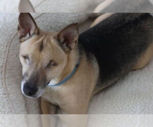 Rat-Cha Dogs for adoption in Minneapolis, MN, USA