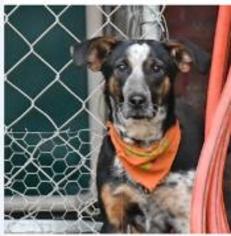 Beagle-Border Collie Mix Dogs for adoption in Huntsville, AL, USA