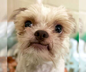 Shih Tzu-Unknown Mix Dogs for adoption in Jefferson, WI, USA