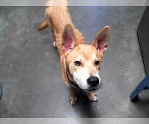 Shiba Inu-Unknown Mix Dogs for adoption in Tulsa, OK, USA