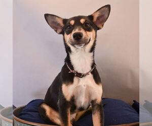 Australian Kelpie-Australian Shepherd Mix Dogs for adoption in Sheridan, CO, USA