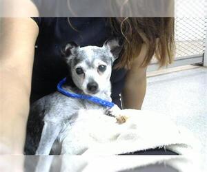 Chihuahua-Unknown Mix Dogs for adoption in Pasadena, TX, USA