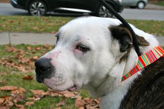 Bulloxer Dogs for adoption in Akron, OH, USA
