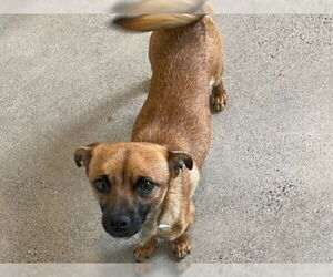 Chihuahua Dogs for adoption in Redwood City, CA, USA