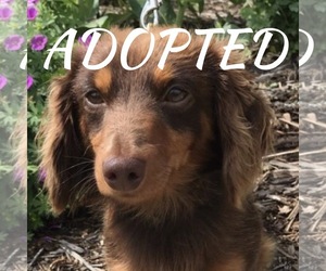 Dachshund Dogs for adoption in Estherville, IA, USA