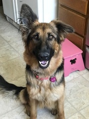 German Shepherd Dog Dogs for adoption in VACAVILLE, CA, USA