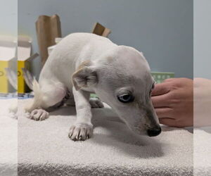 Jack Chi Dogs for adoption in Chico, CA, USA