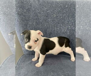 Mutt Dogs for adoption in Holly Springs, NC, USA