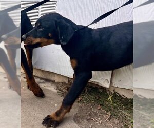 Rottweiler Dogs for adoption in San Antonio, TX, USA