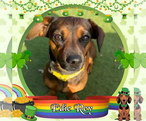 Dachshund-Unknown Mix Dogs for adoption in San Antonio, TX, USA