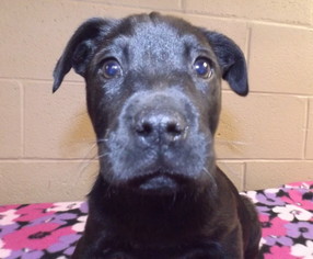 Labrador Retriever-Unknown Mix Dogs for adoption in Oxford, MS, USA