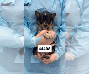 Mutt Dogs for adoption in Chico, CA, USA