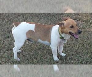 Jack Russell Terrier Dogs for adoption in Scottsboro, AL, USA