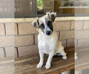 Maltese-Unknown Mix Dogs for adoption in La Verne, CA, USA