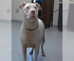 American Pit Bull Terrier Dogs for adoption in Fayetteville, NC, USA