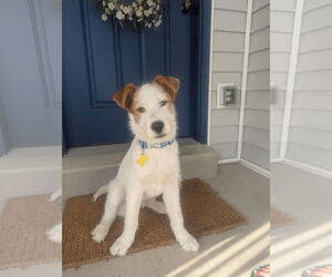 Mutt Dogs for adoption in Sandy, UT, USA