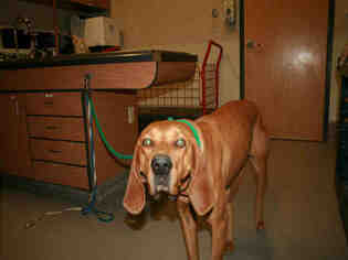 Redbone Coonhound Dogs for adoption in Modesto, CA, USA