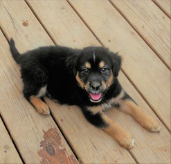 Mutt Dogs for adoption in Waleska, GA, USA