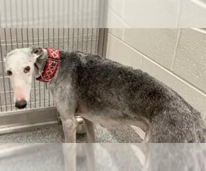 Greyhound Dogs for adoption in Houston, TX, USA