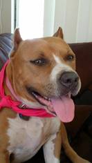 American Pit Bull Terrier Dogs for adoption in Los Banos, CA, USA