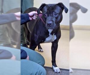 American Bulldog Dogs for adoption in Ogden, UT, USA