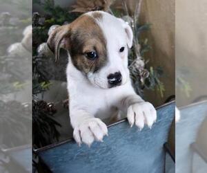 Bulldog Dogs for adoption in Sheridan, CO, USA
