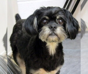 Peke-A-Poo Dogs for adoption in York, SC, USA