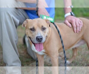 Mutt Dogs for adoption in Murfreesboro, NC, USA