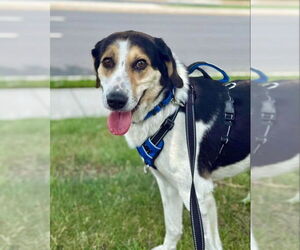 Greater Swiss Mountain Dog-Unknown Mix Dogs for adoption in Fairfax, VA, USA