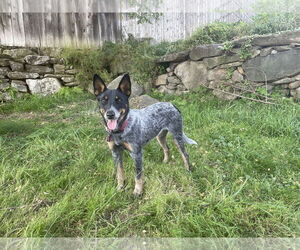 Mutt Dogs for adoption in Garden City, NY, USA