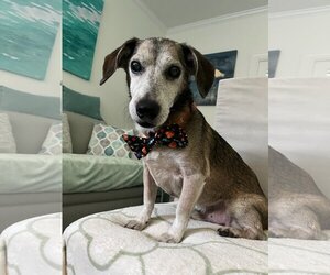Dachshund Dogs for adoption in Charlottesville, VA, USA