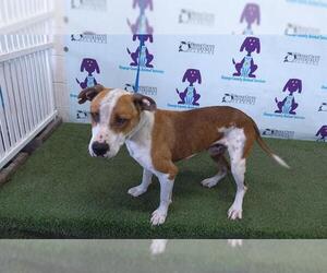American Pit Bull Terrier Dogs for adoption in Orlando, FL, USA
