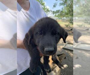 Mutt Dogs for adoption in San Antonio, TX, USA