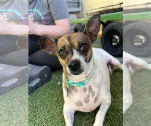 Chihuahua-Unknown Mix Dogs for adoption in Tempe , AZ, USA