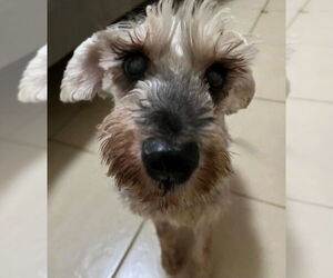 Mutt Dogs for adoption in San Diego, CA, USA