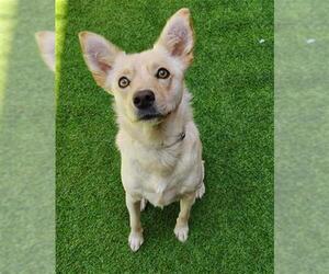 Labrador Retriever-Unknown Mix Dogs for adoption in San Francisco, CA, USA