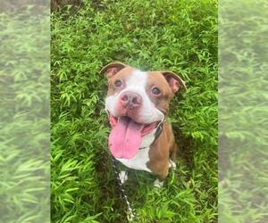 American Staffordshire Terrier Dogs for adoption in Charlotte, NC, USA