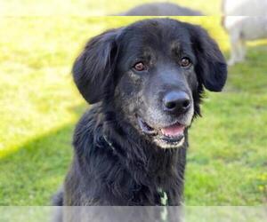 Borador Dogs for adoption in Norfolk, VA, USA
